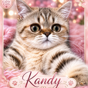 Kandy — Golden Tabby Exotic Shorthair Persian Kitten (Teddy Cat)